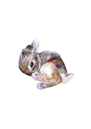 'Brown Bunny', 2012 colour Biro drawing by Jane Lee McCracken