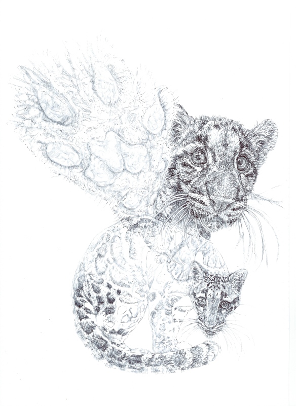 'Clouded Leopards', 2014 black Biro drawing for WCS Malaysia Program